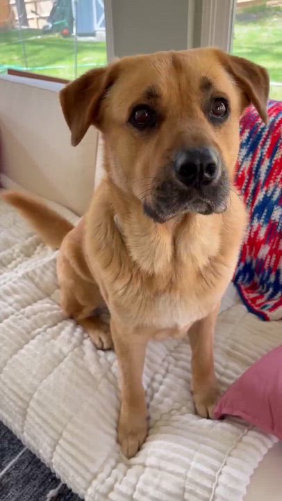 Enlarge Barley , a Adoptable Mixed Breed in Argyle, NY video 5/6