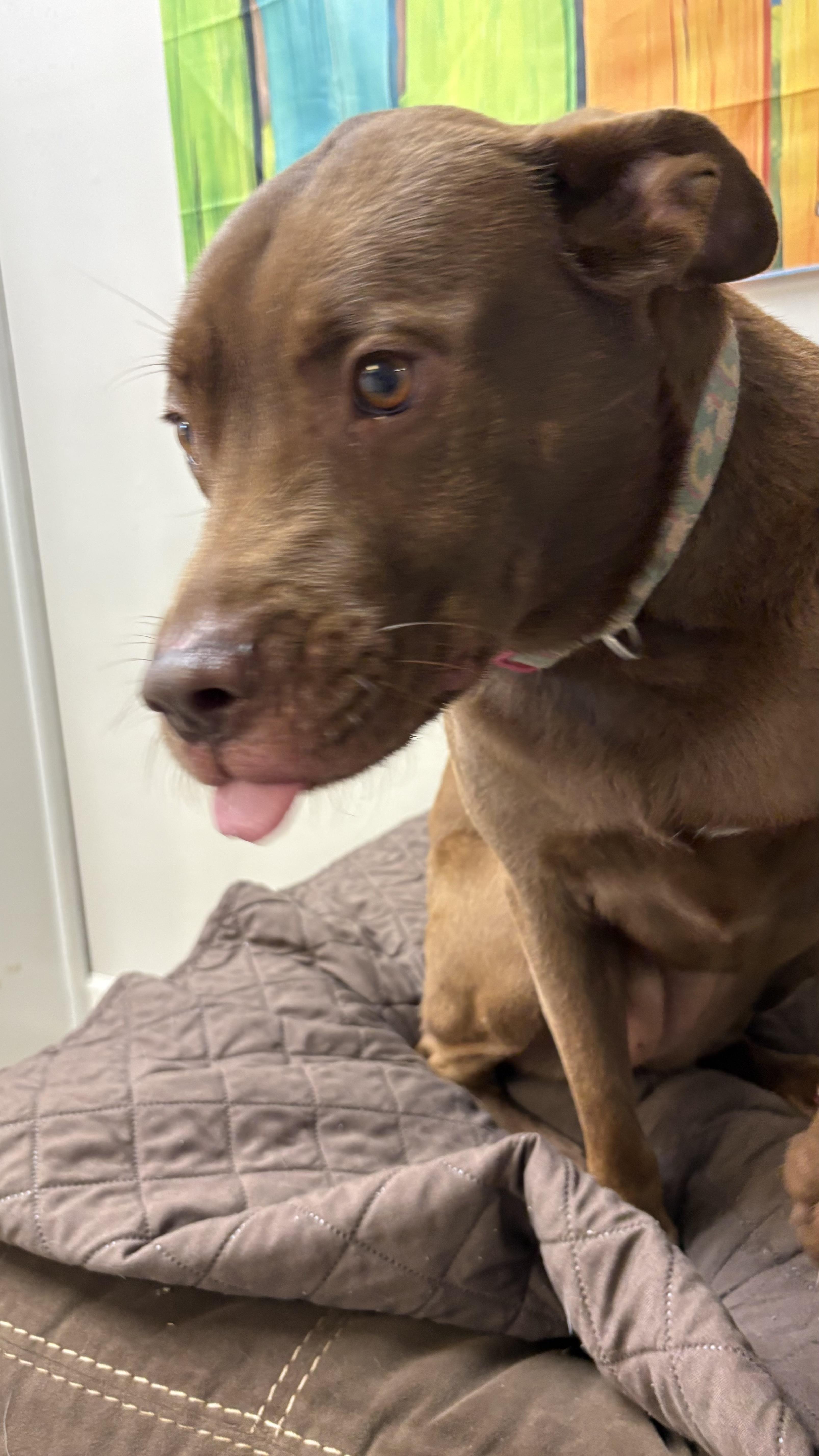 Coco, a Adoptable mixed breed in Marietta, GA image 2/3