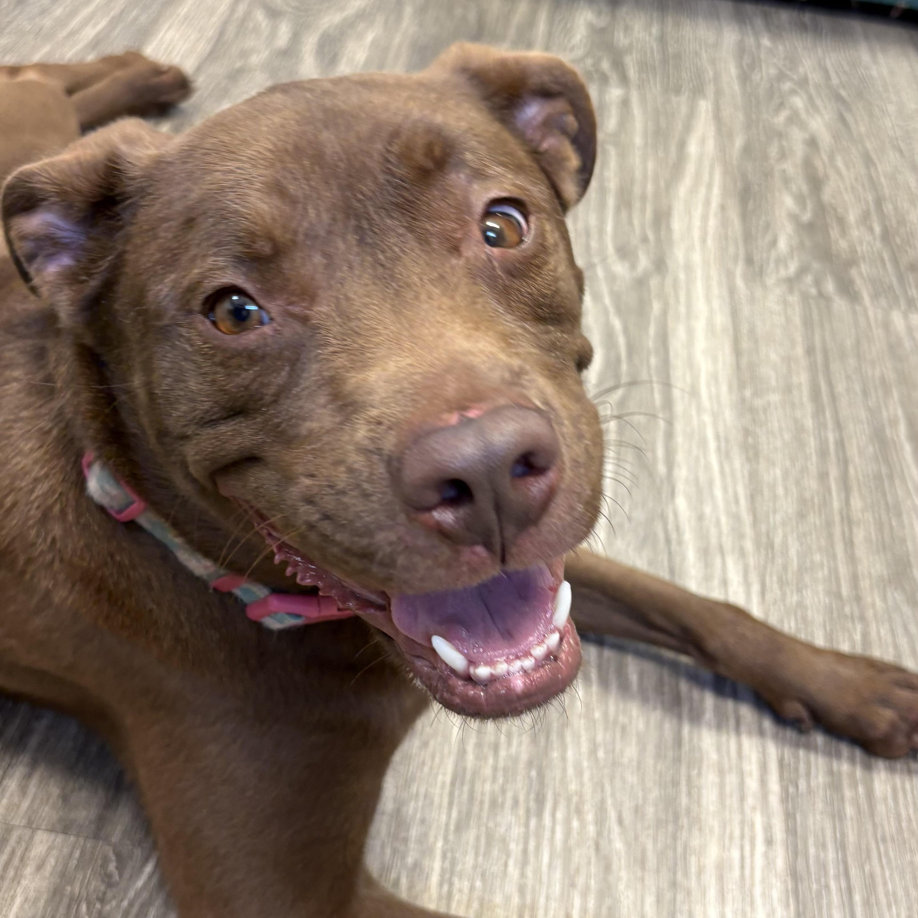 Coco, Adoptable, Adult Female Chocolate Labrador Retriever.