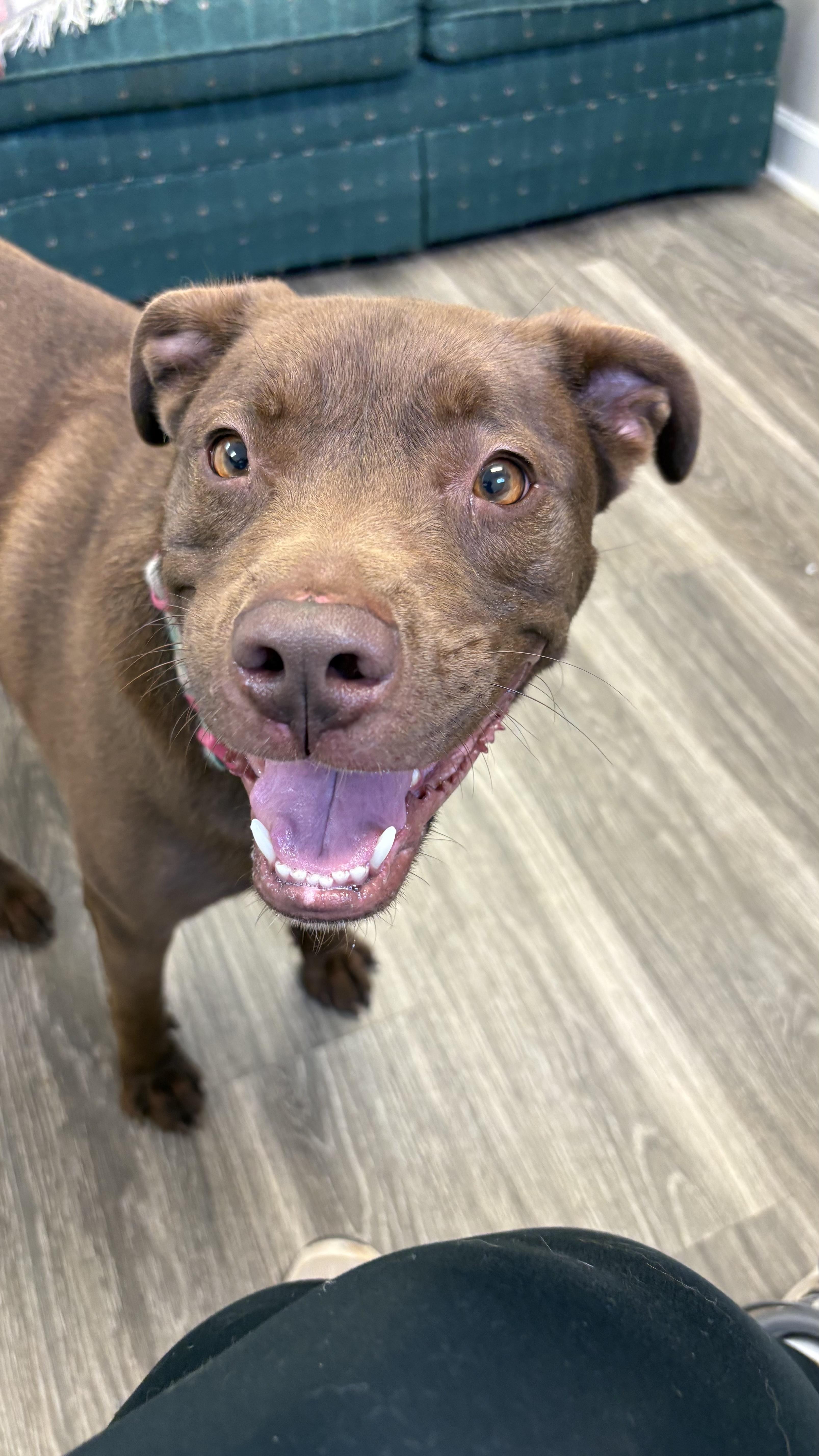 Coco, a Adoptable mixed breed in Marietta, GA image 3/3