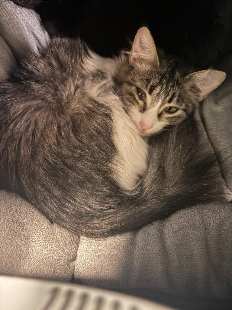 Fawna, Adoptable, Young Female Domestic Long Hair.