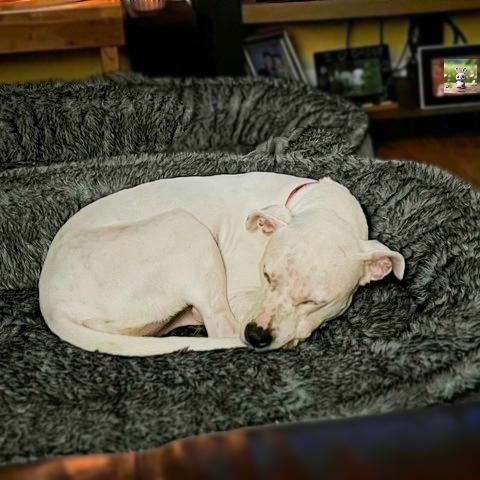 Enlarge Biscuit, a Adoptable mixed breed in Irmo, SC image 4/4