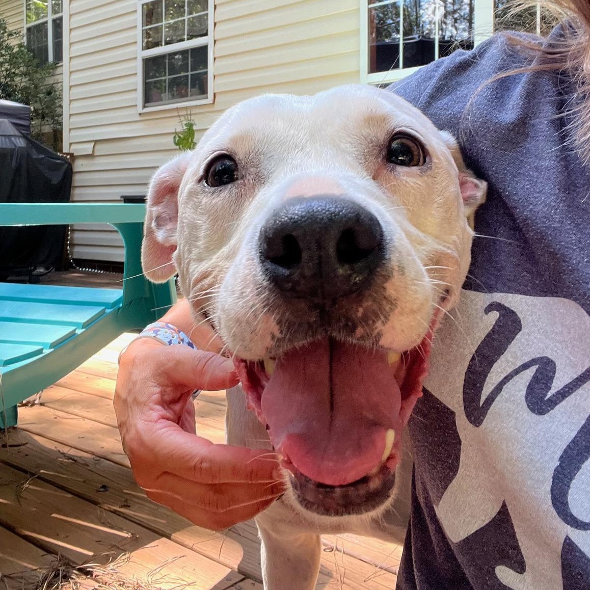 Biscuit, Adoptable, Adult Female Boxer & Pit Bull Terrier.