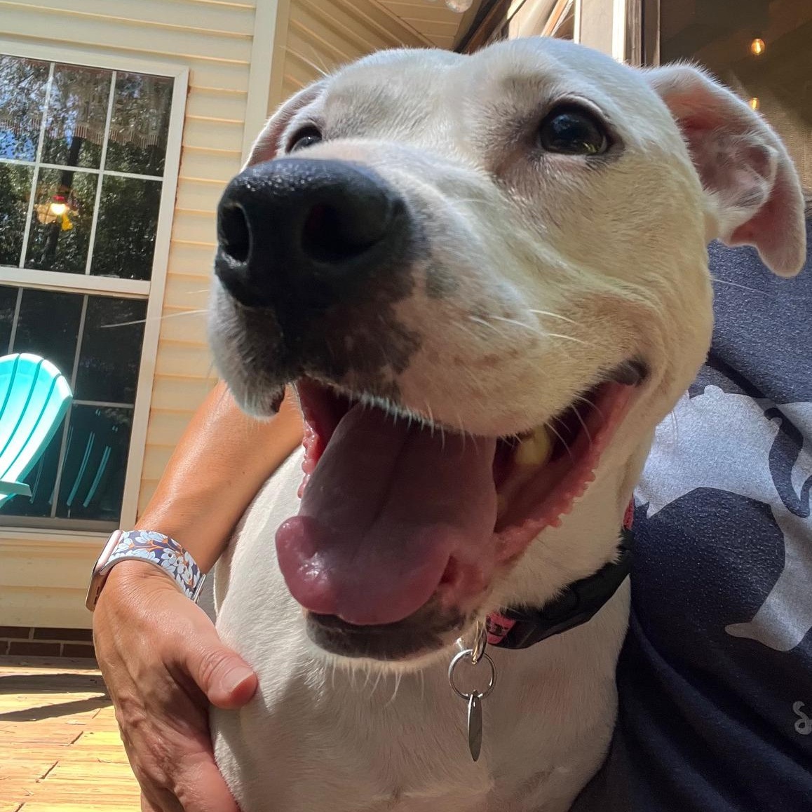 Enlarge Biscuit, a Adoptable mixed breed in Irmo, SC image 1/4