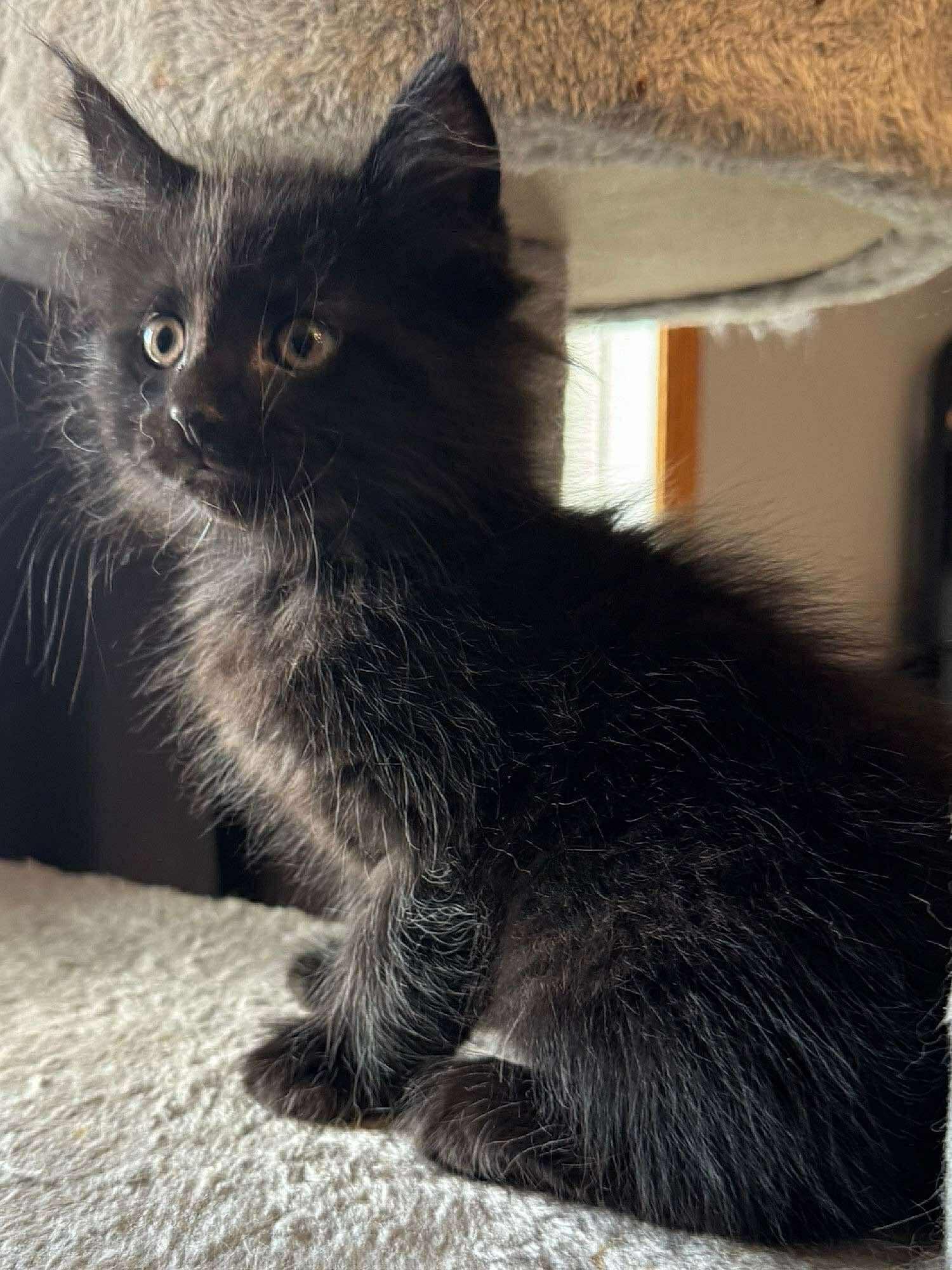 Bianca, Baby Female unknown