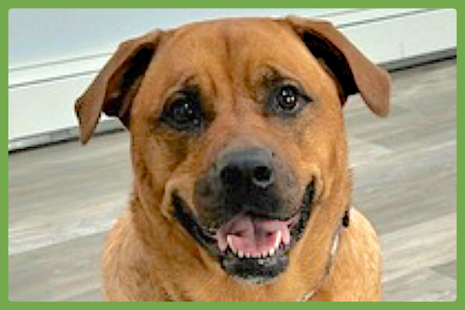 Enlarge Misty, a Adoptable mixed breed in Virginia Beach, VA image 1/6