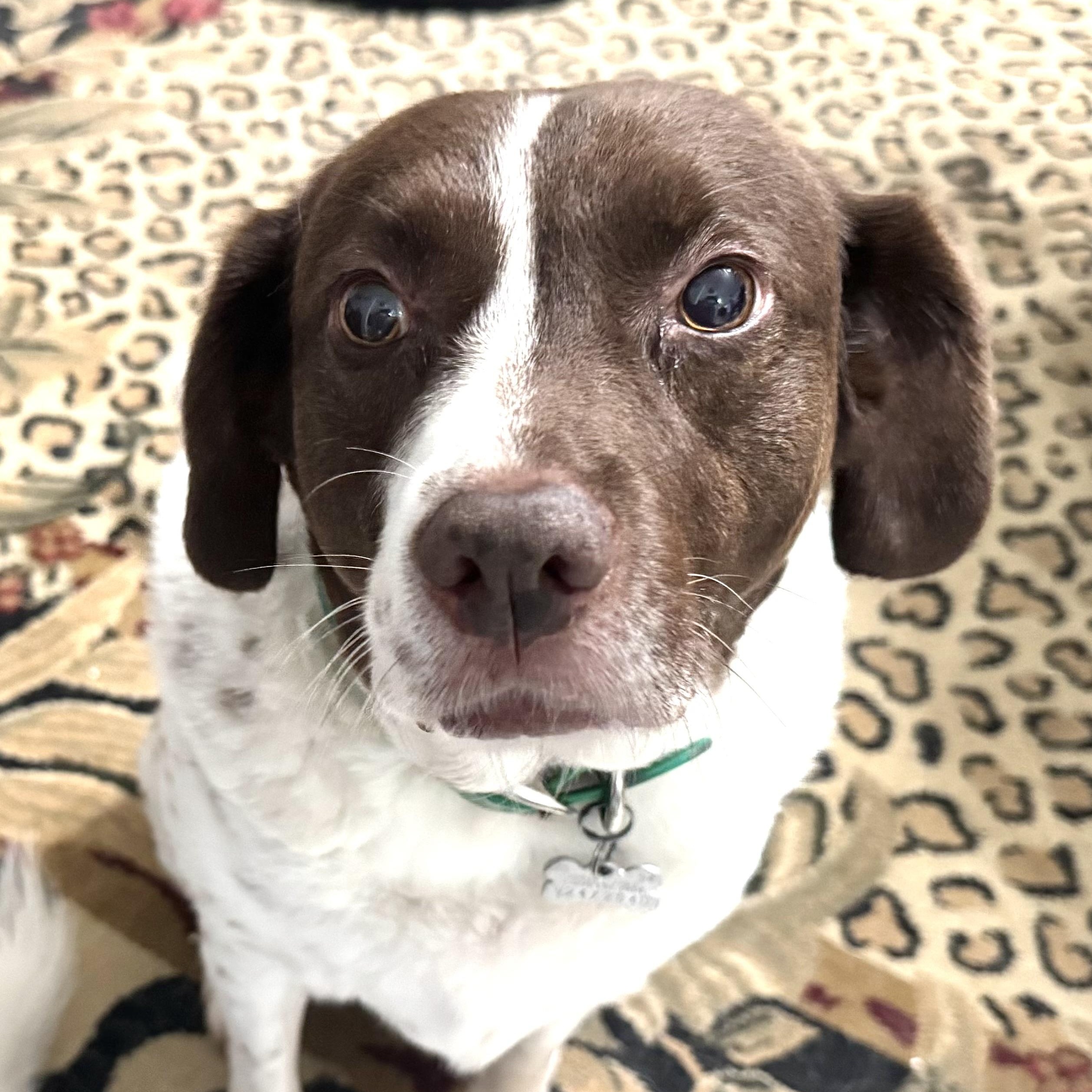 Enlarge Spencer -s, a Adoptable mixed breed in Sequatchie, TN image 5/5