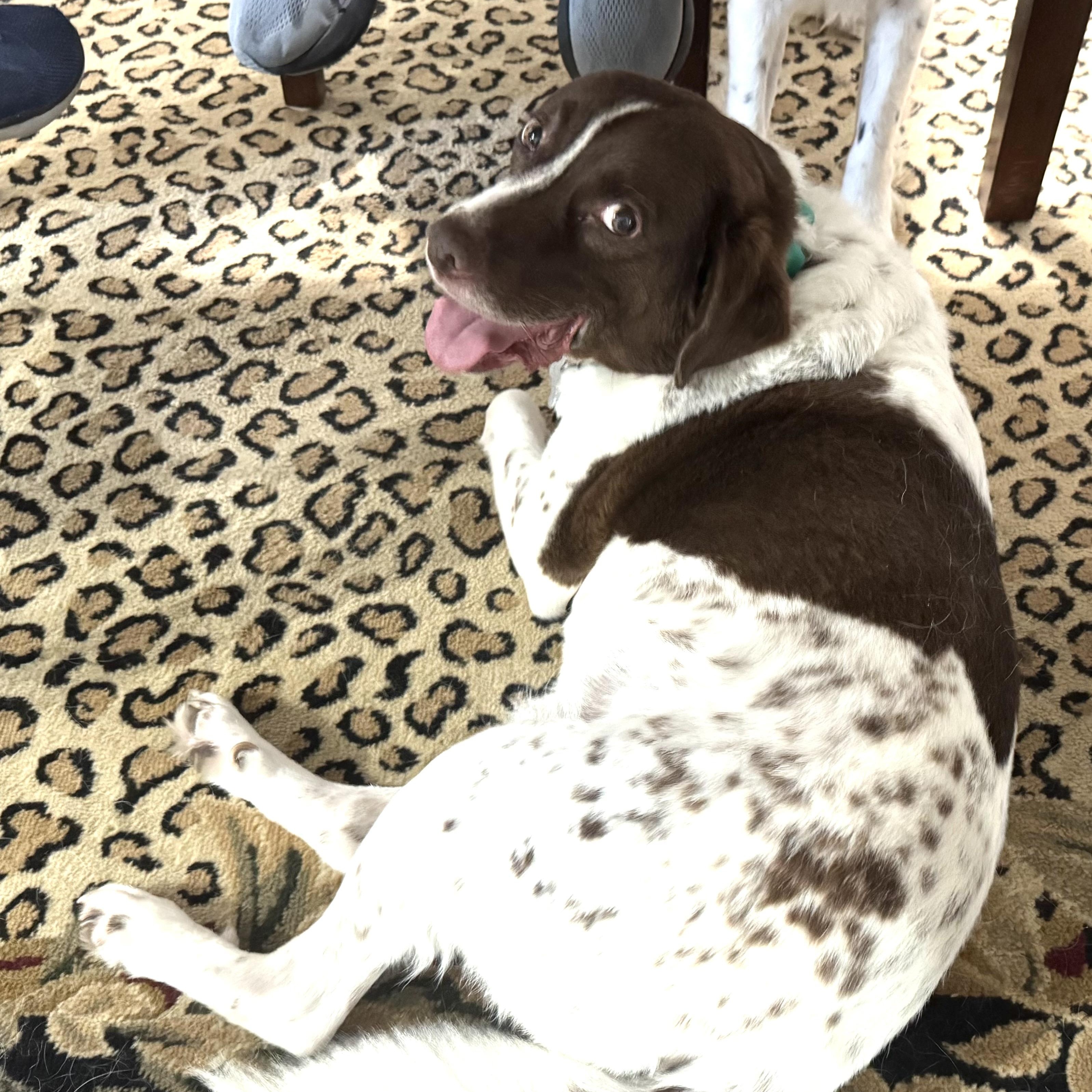 Enlarge Spencer -s, a Adoptable mixed breed in Sequatchie, TN image 2/5