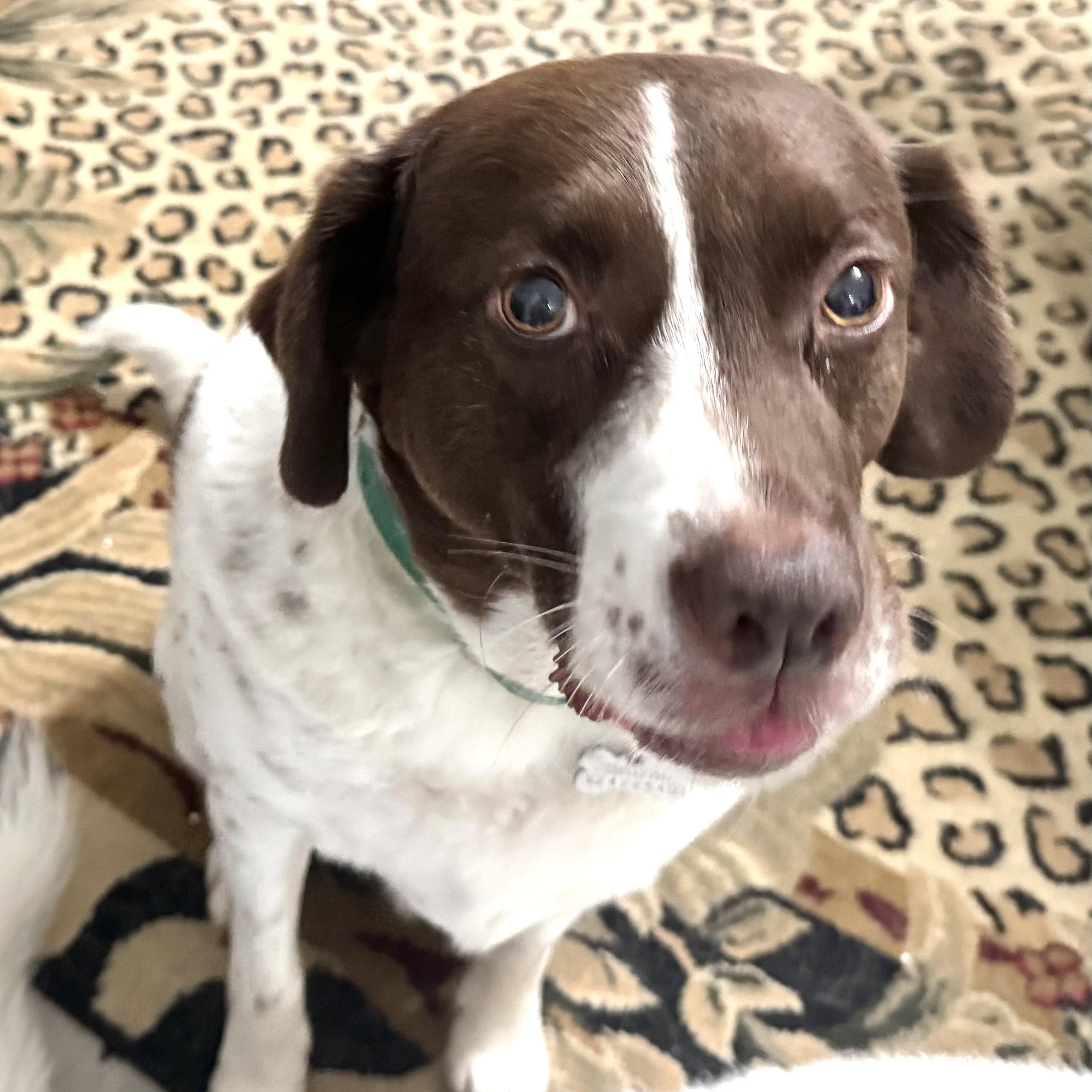 Spencer -s, Adoptable, Adult Male Beagle & German Shorthaired Pointer.