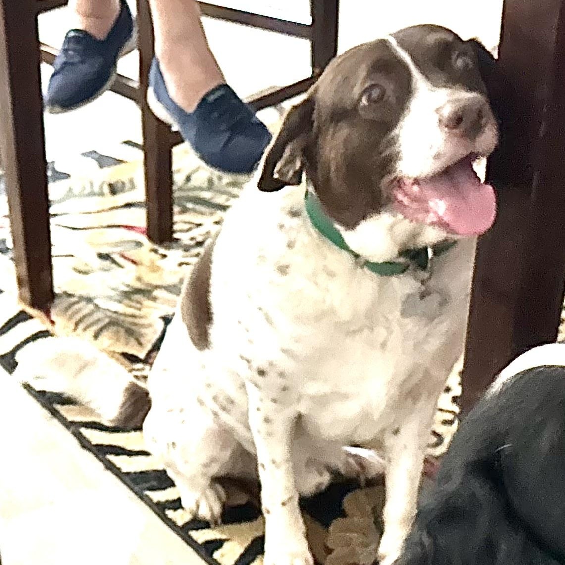 Enlarge Spencer -s, a Adoptable mixed breed in Sequatchie, TN image 4/5