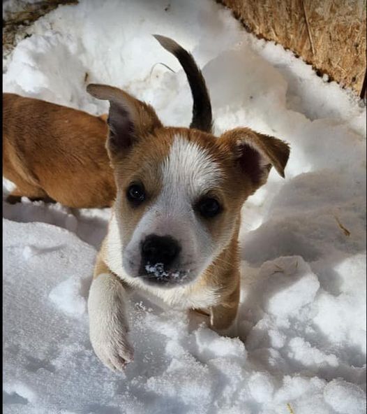 Penelope, a Adoptable Mixed Breed in Durango, CO image 4/5