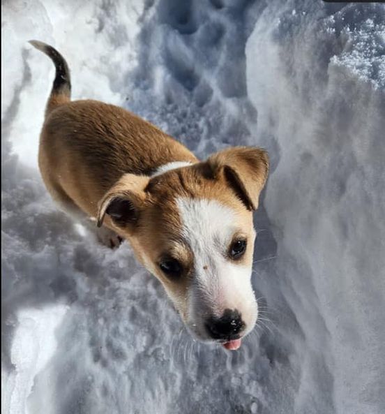 Penelope, a Adoptable Mixed Breed in Durango, CO image 5/5