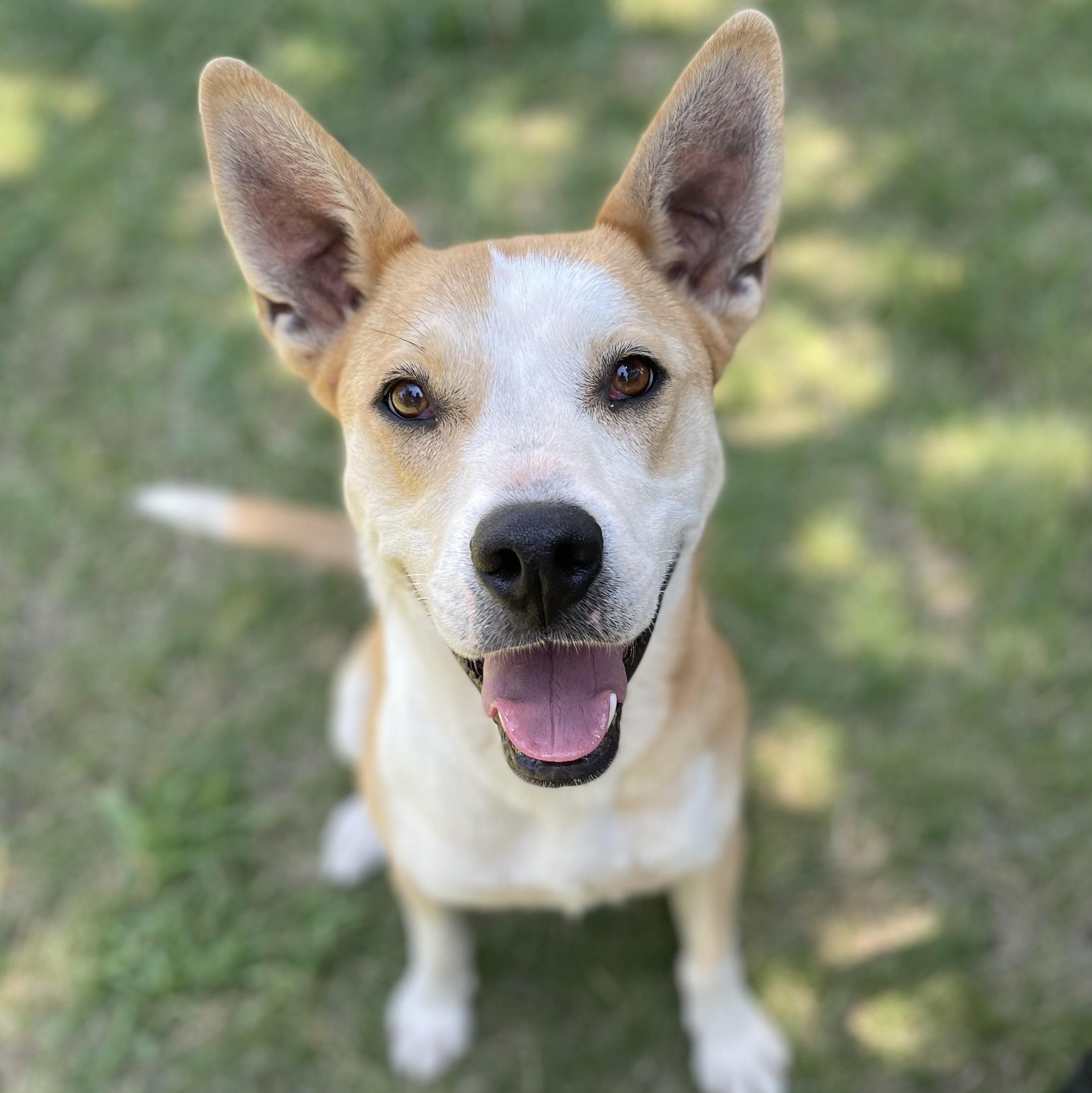 Penelope, a Adoptable Mixed Breed in Durango, CO image 1/5