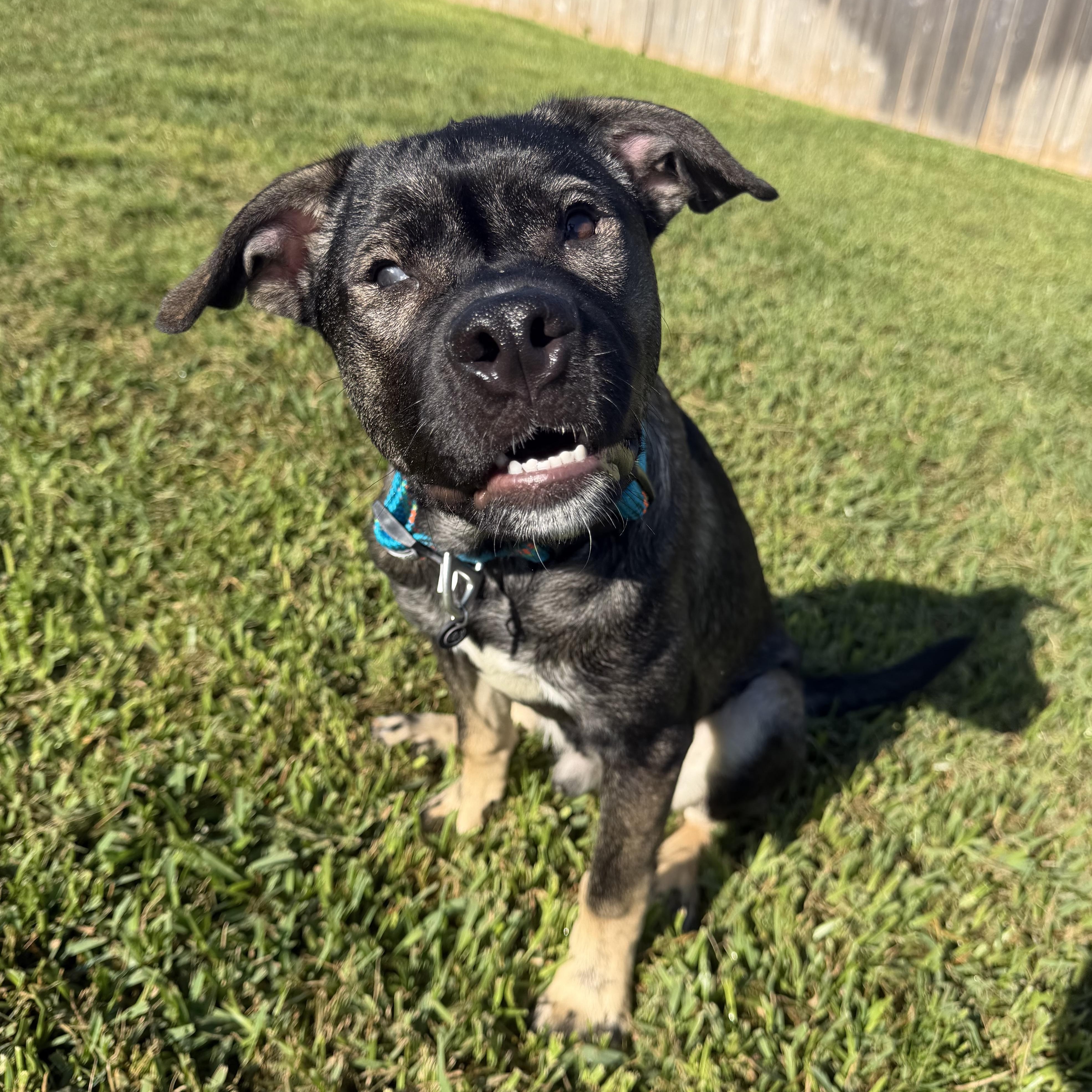 Enlarge Odin, a ADOPTABLE mixed breed in Bryan, TX image 1/2