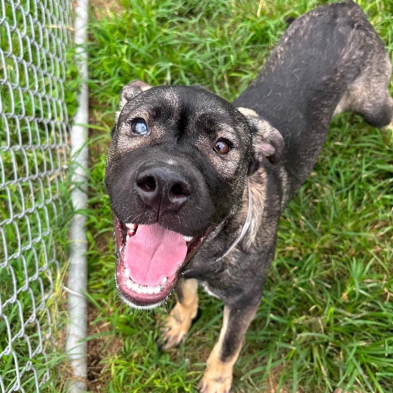 Enlarge Odin, a ADOPTABLE mixed breed in Bryan, TX image 2/2
