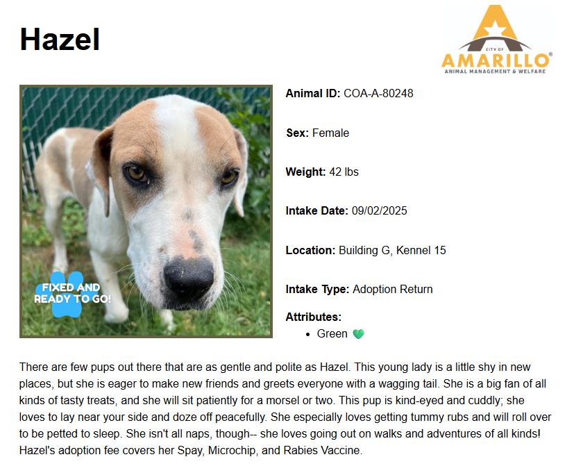 Hazel, Adoptable, Adult Female Hound.