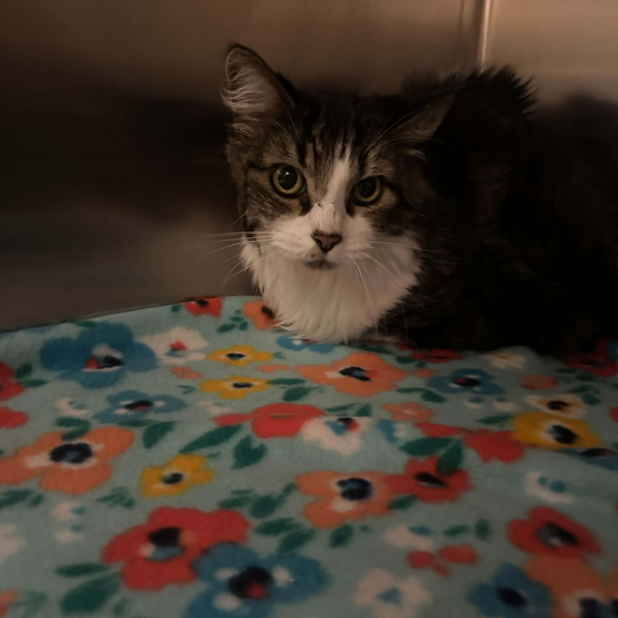Enlarge Styles, a Adoptable Domestic Long Hair in Truth or Consequences , NM image 4/6