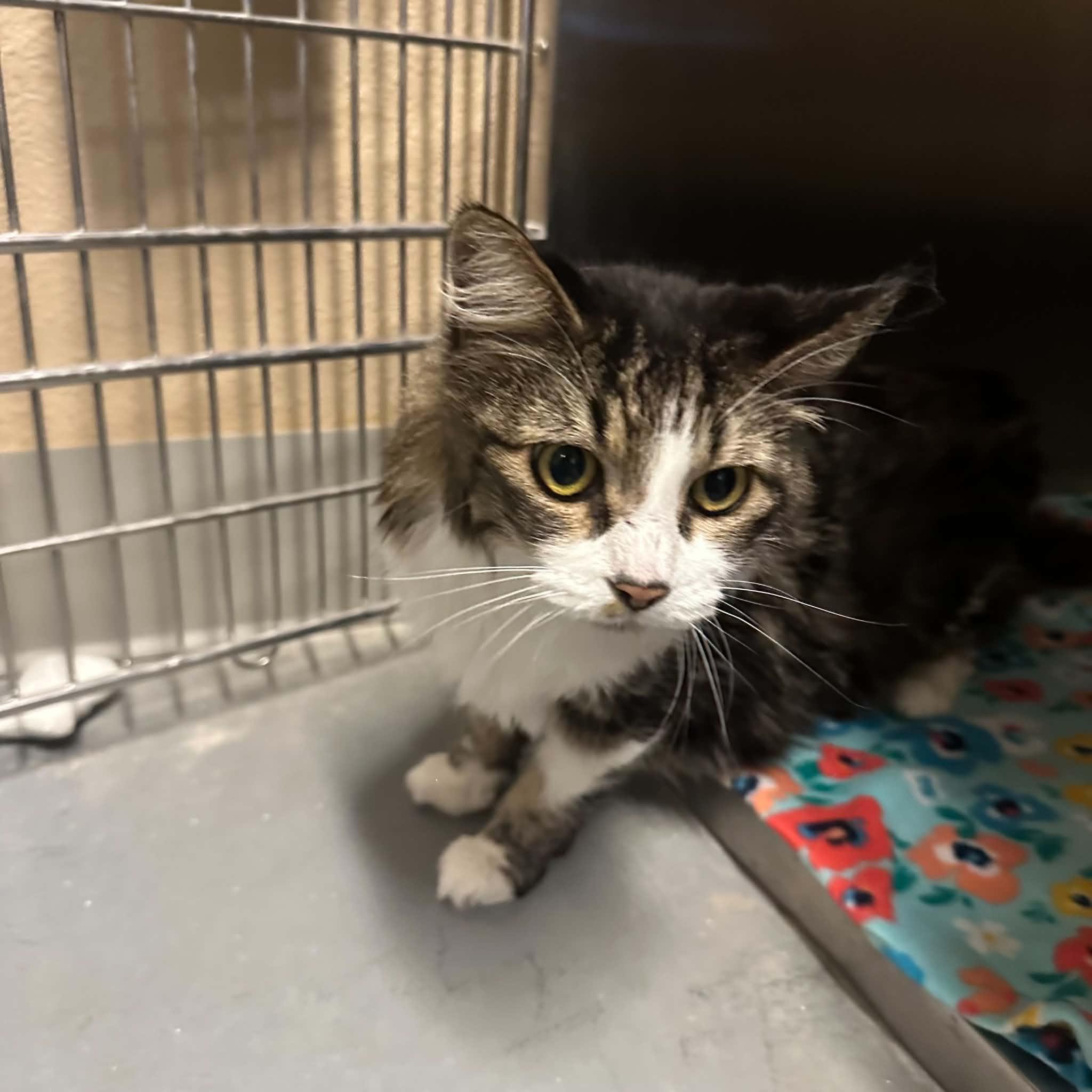 Enlarge Styles, a Adoptable Domestic Long Hair in Truth or Consequences , NM image 2/6