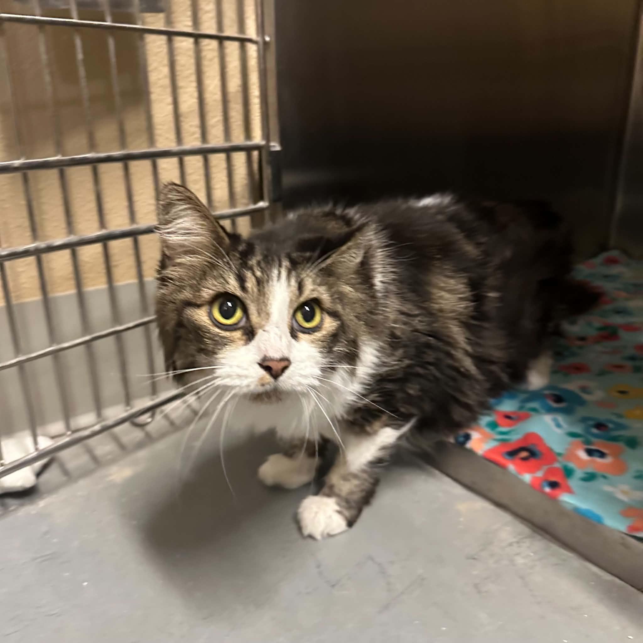 Enlarge Styles, a Adoptable Domestic Long Hair in Truth or Consequences , NM image 6/6