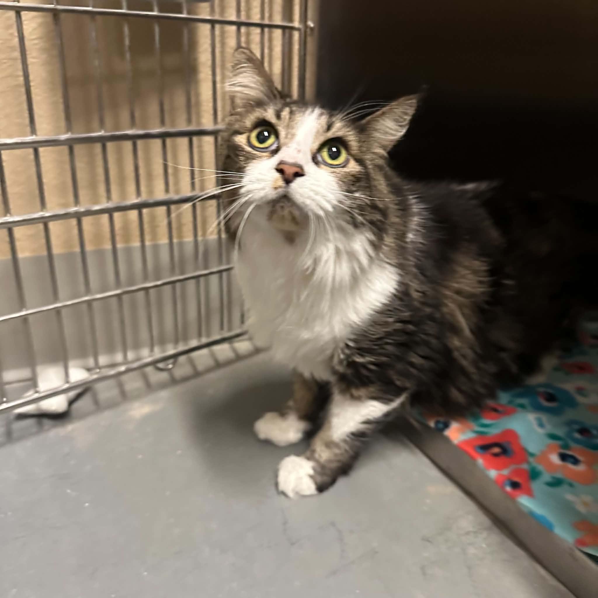 Enlarge Styles, a Adoptable Domestic Long Hair in Truth or Consequences , NM image 3/6