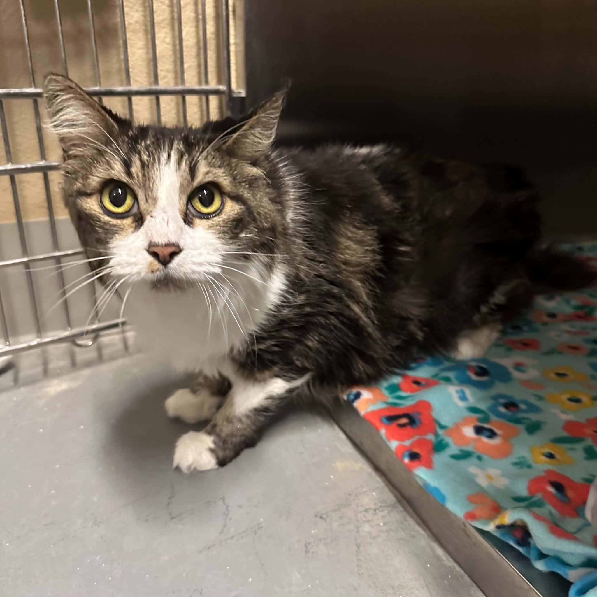 Enlarge Styles, a Adoptable Domestic Long Hair in Truth or Consequences , NM image 5/6