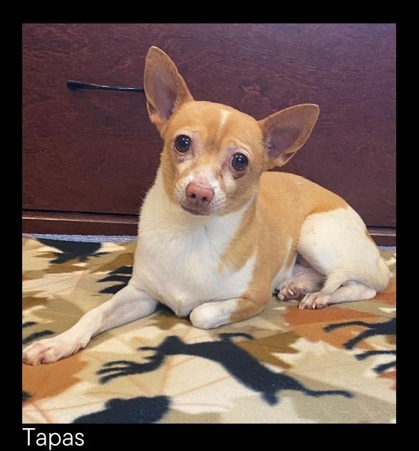 Enlarge Tapas, a Adopted Chihuahua in Chino Valley, AZ image 2/2