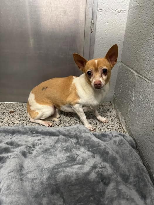 Enlarge Tapas, a Adoptable Chihuahua in Chino Valley, AZ image 2/2