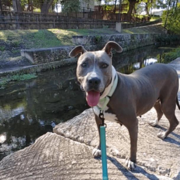 Enlarge Betty Boop, a Adoptable American Staffordshire Terrier in Seguin, TX image 5/6