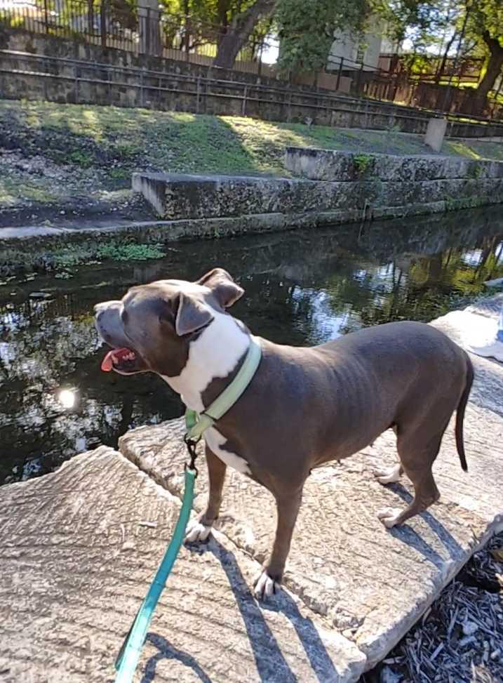 Enlarge Betty Boop, a Adoptable American Staffordshire Terrier in Seguin, TX image 3/6