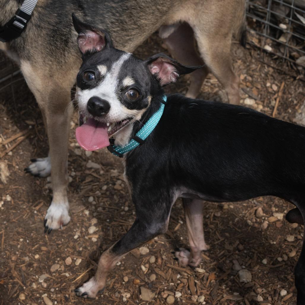 Oreo, Adoptable, Adult Male Chihuahua & Xoloitzcuintli / Mexican Hairless.