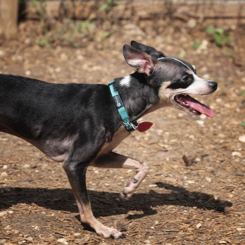 Oreo, a Adoptable mixed breed in Wimberley, TX image 2/6
