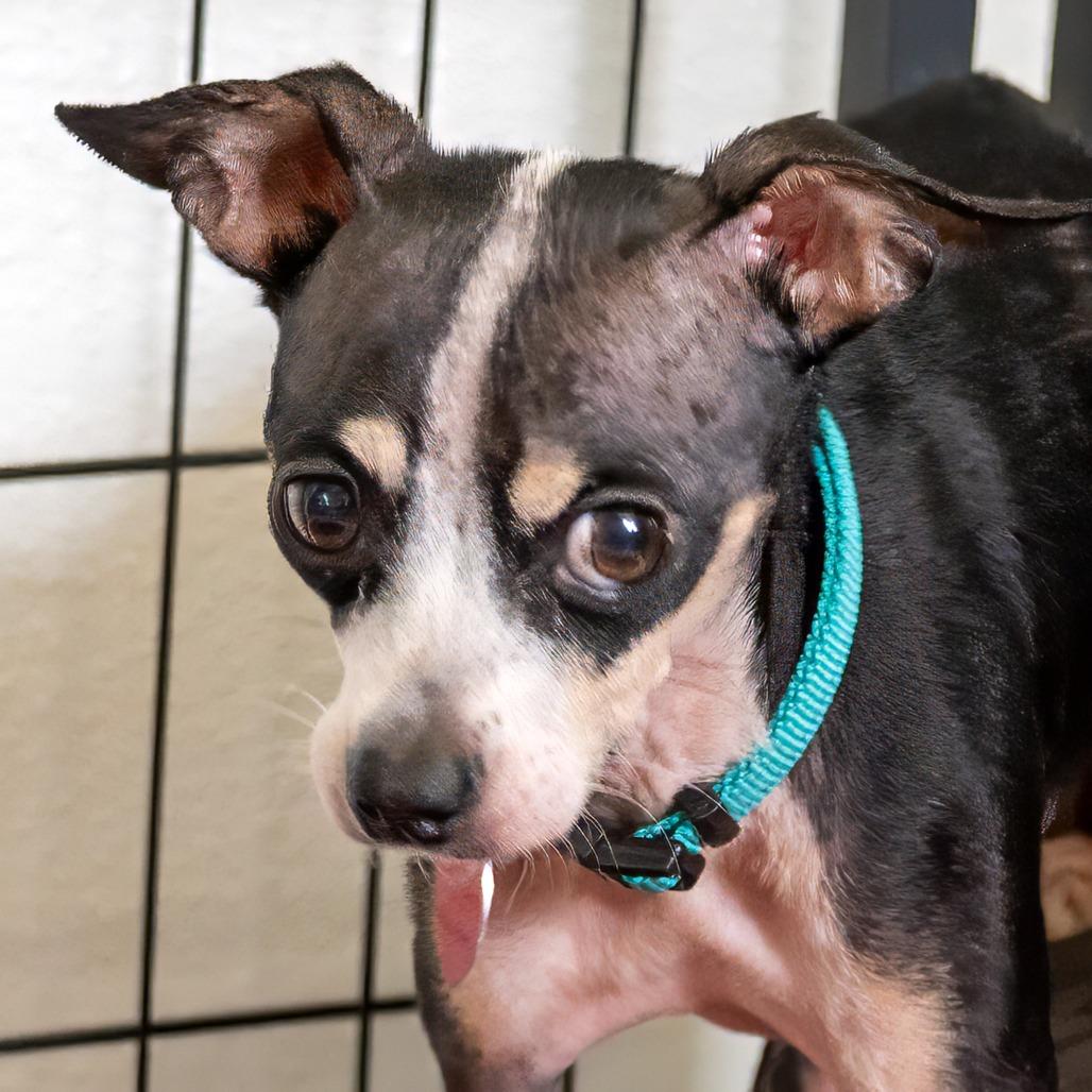 Oreo, a Adoptable mixed breed in Wimberley, TX image 3/6