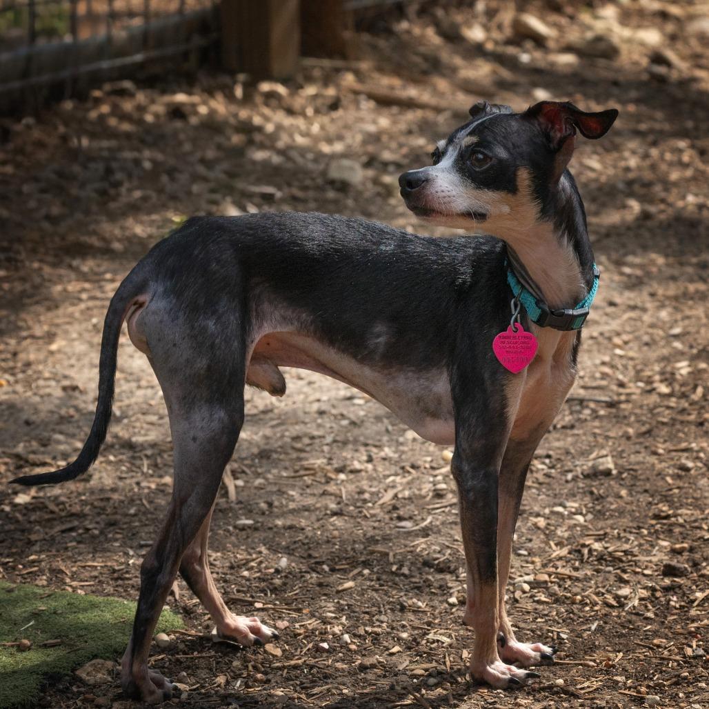 Oreo, a Adoptable mixed breed in Wimberley, TX image 4/6