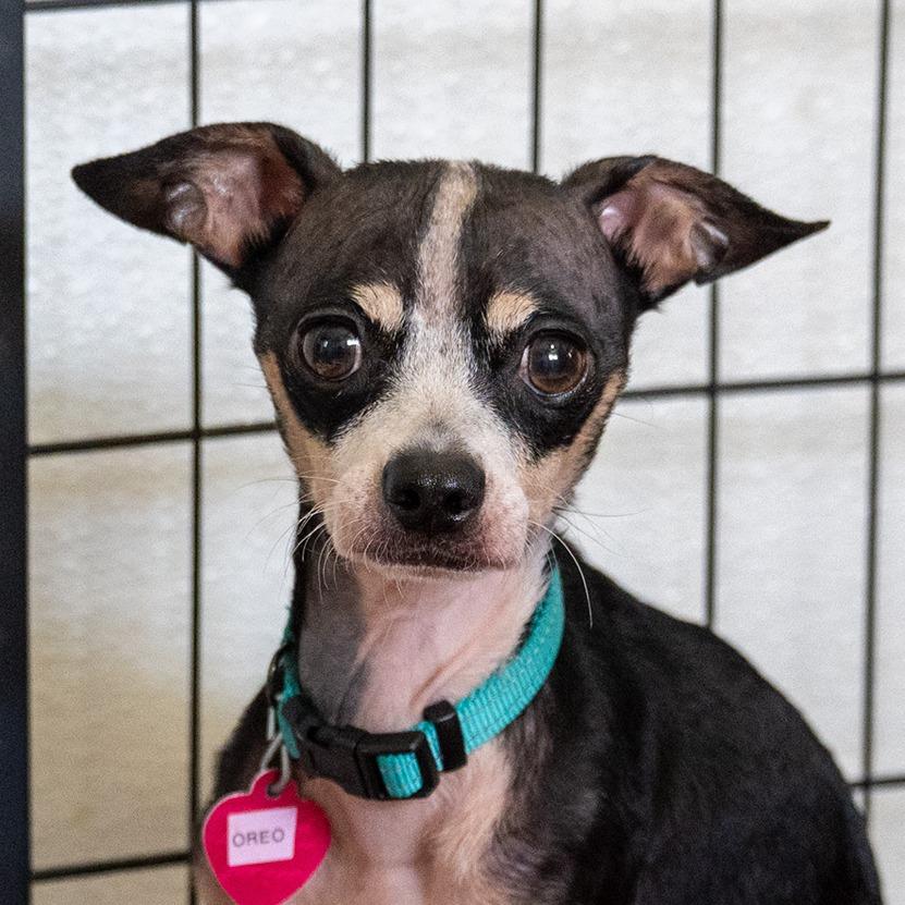 Oreo, a Adoptable mixed breed in Wimberley, TX image 5/6