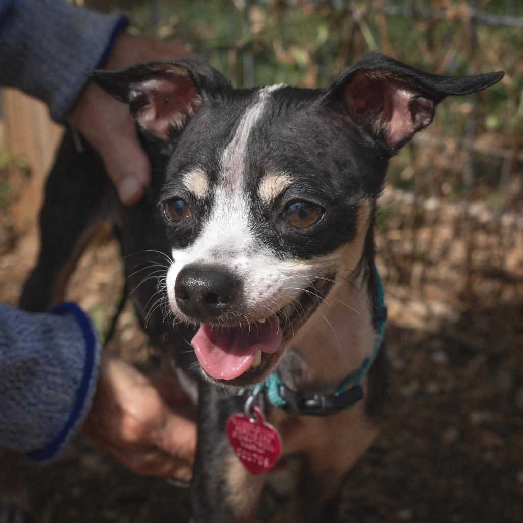 Oreo, a Adoptable mixed breed in Wimberley, TX image 6/6