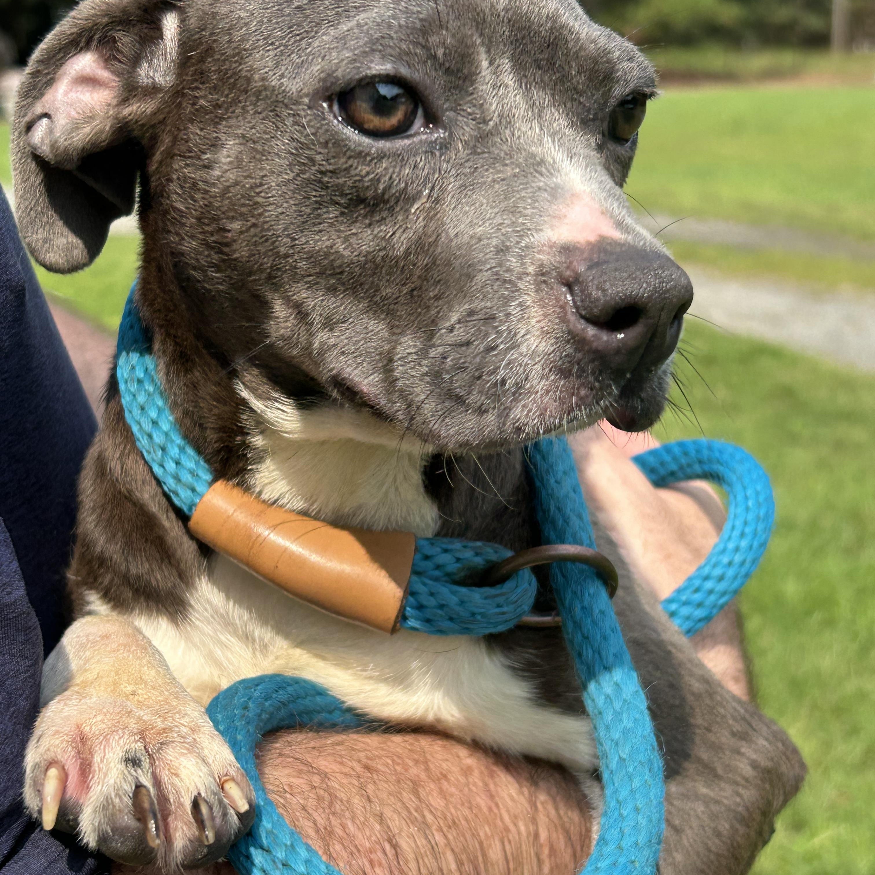 Enlarge Mary Puppins, a Adopted mixed breed in Charles City, VA image 1/5