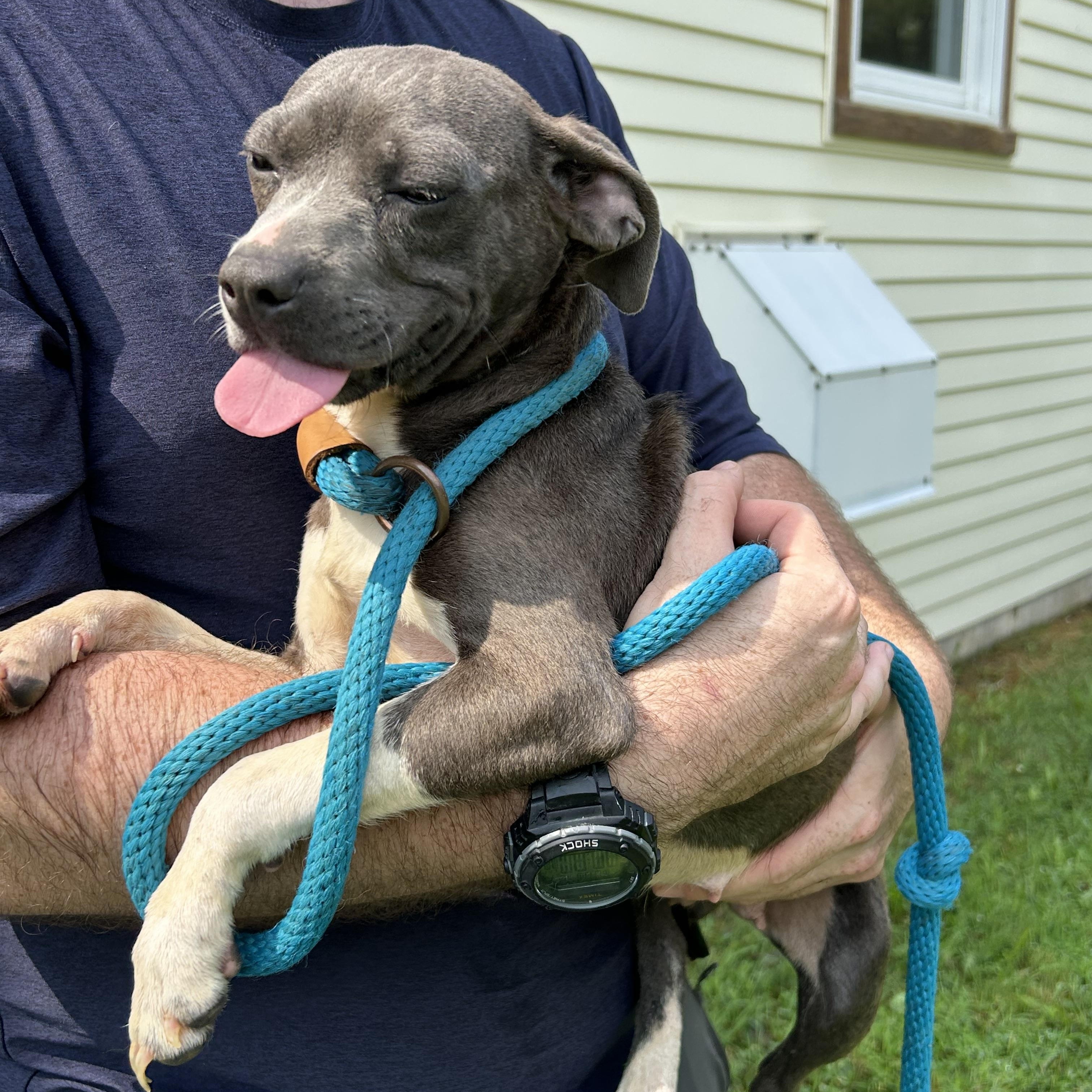 Enlarge Mary Puppins, a Adopted mixed breed in Charles City, VA image 3/5