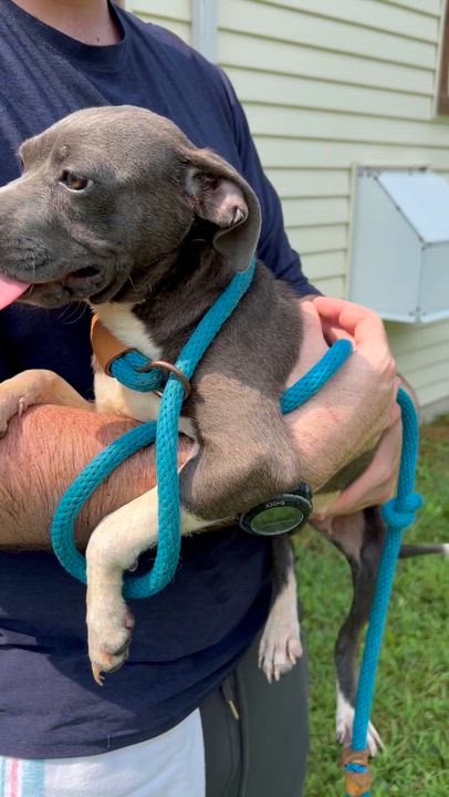 Enlarge Mary Puppins, a Adopted mixed breed in Charles City, VA video 5/5