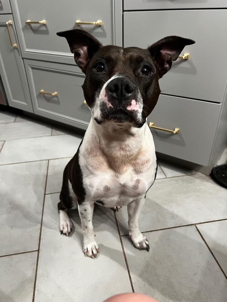 Enlarge Abbie, a Adoptable Pit Bull Terrier in Claremore, OK image 1/1