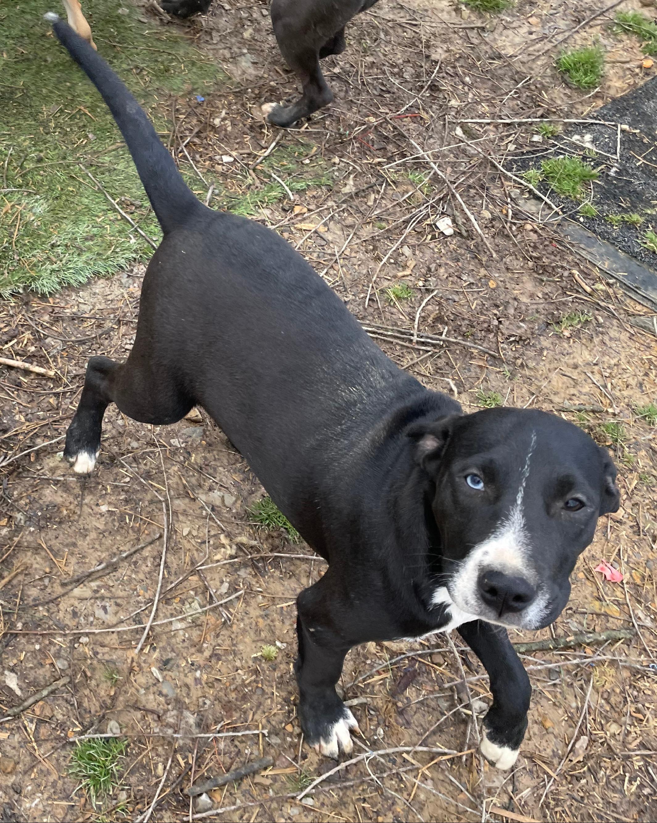 Tornado, Adoptable, Puppy Male American Staffordshire Terrier & Cattle Dog.