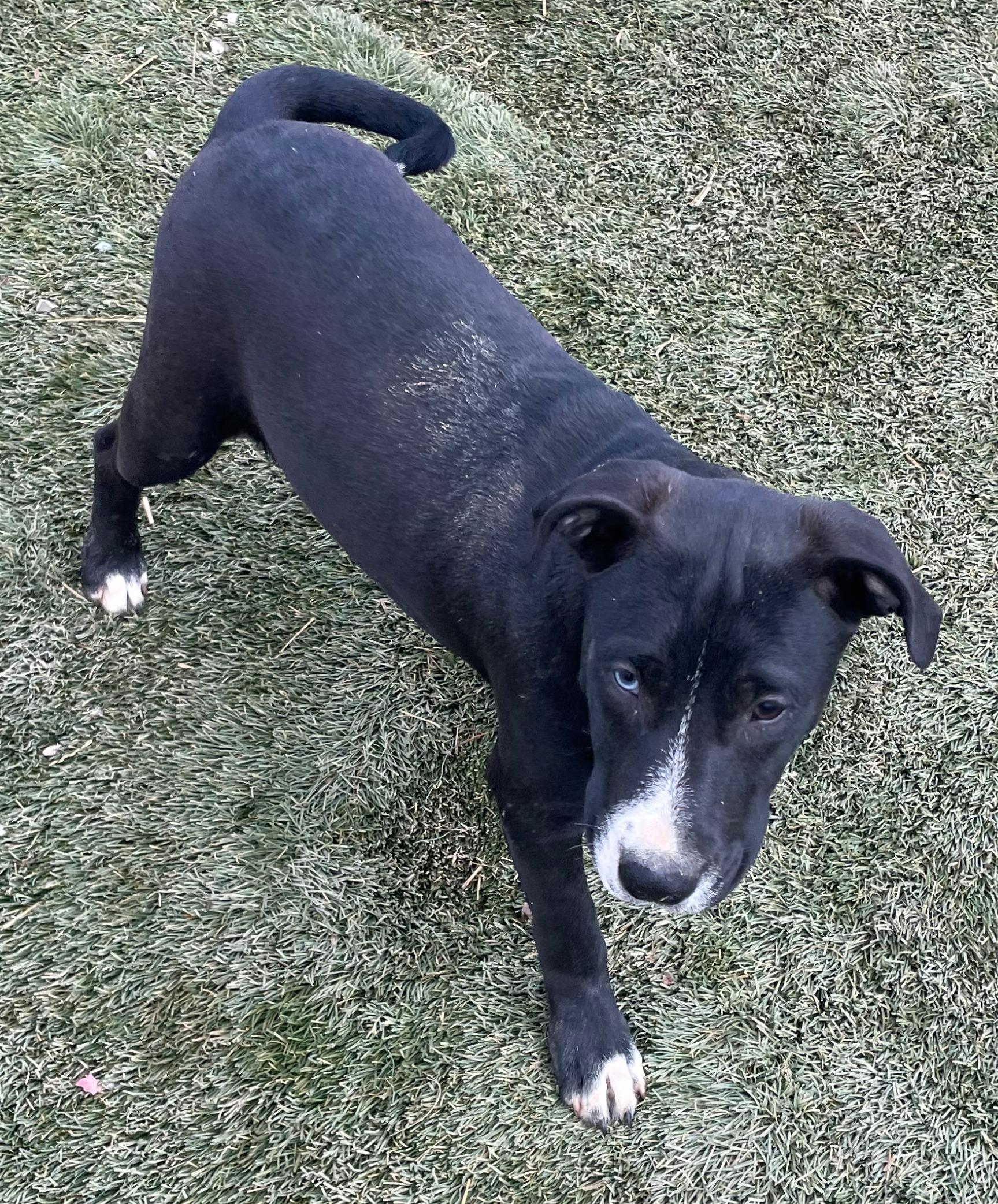 Tornado, a Adoptable mixed breed in Tracy City , TN image 2/3