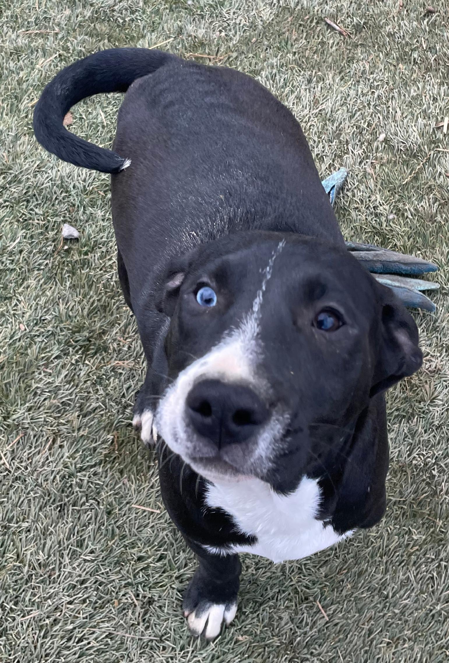 Tornado, a Adoptable mixed breed in Tracy City , TN image 3/3