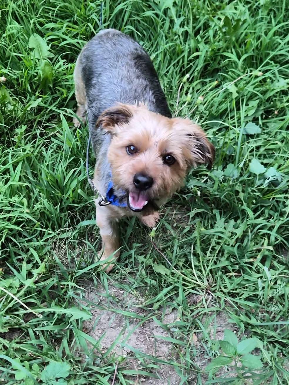 Hugo, a ADOPTABLE Yorkshire Terrier in Sawyer, ND image 6/6