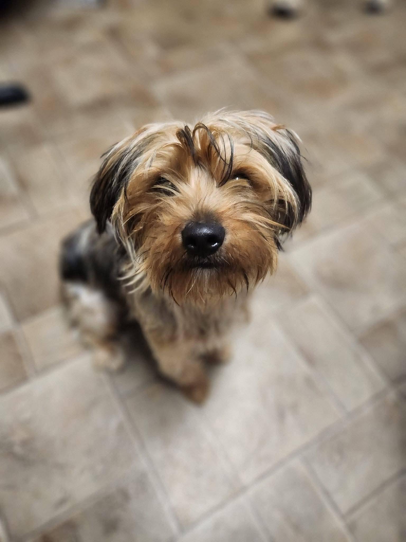 Hugo, a ADOPTABLE Yorkshire Terrier in Sawyer, ND image 5/6