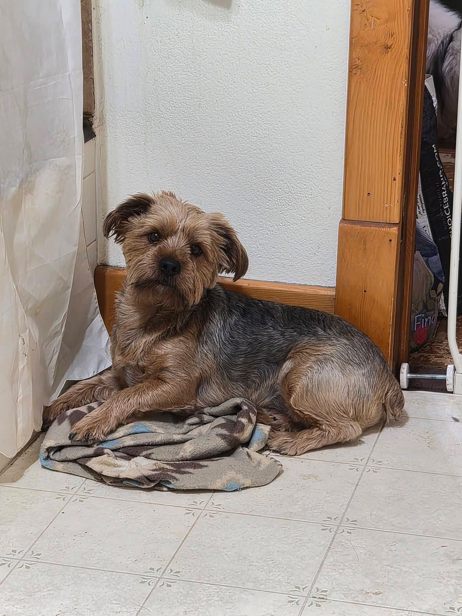Hugo, a ADOPTABLE Yorkshire Terrier in Sawyer, ND image 3/6
