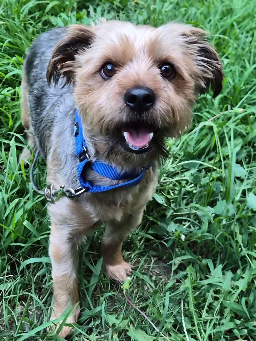 Hugo, a ADOPTABLE Yorkshire Terrier in Sawyer, ND image 1/6