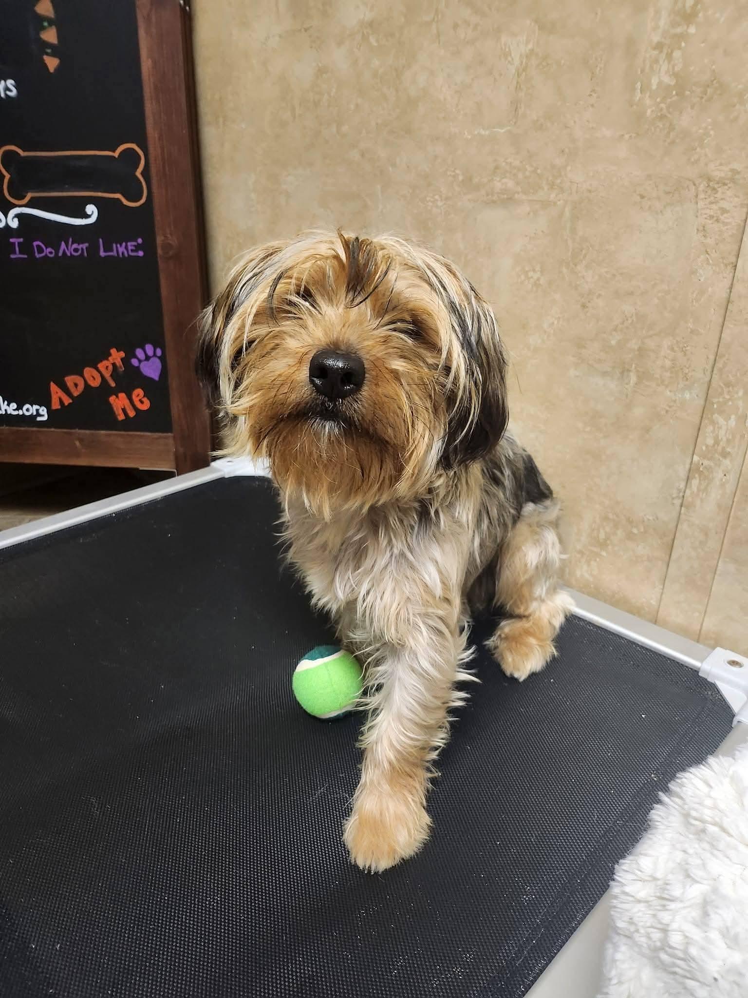 Hugo, a ADOPTABLE Yorkshire Terrier in Sawyer, ND image 4/6