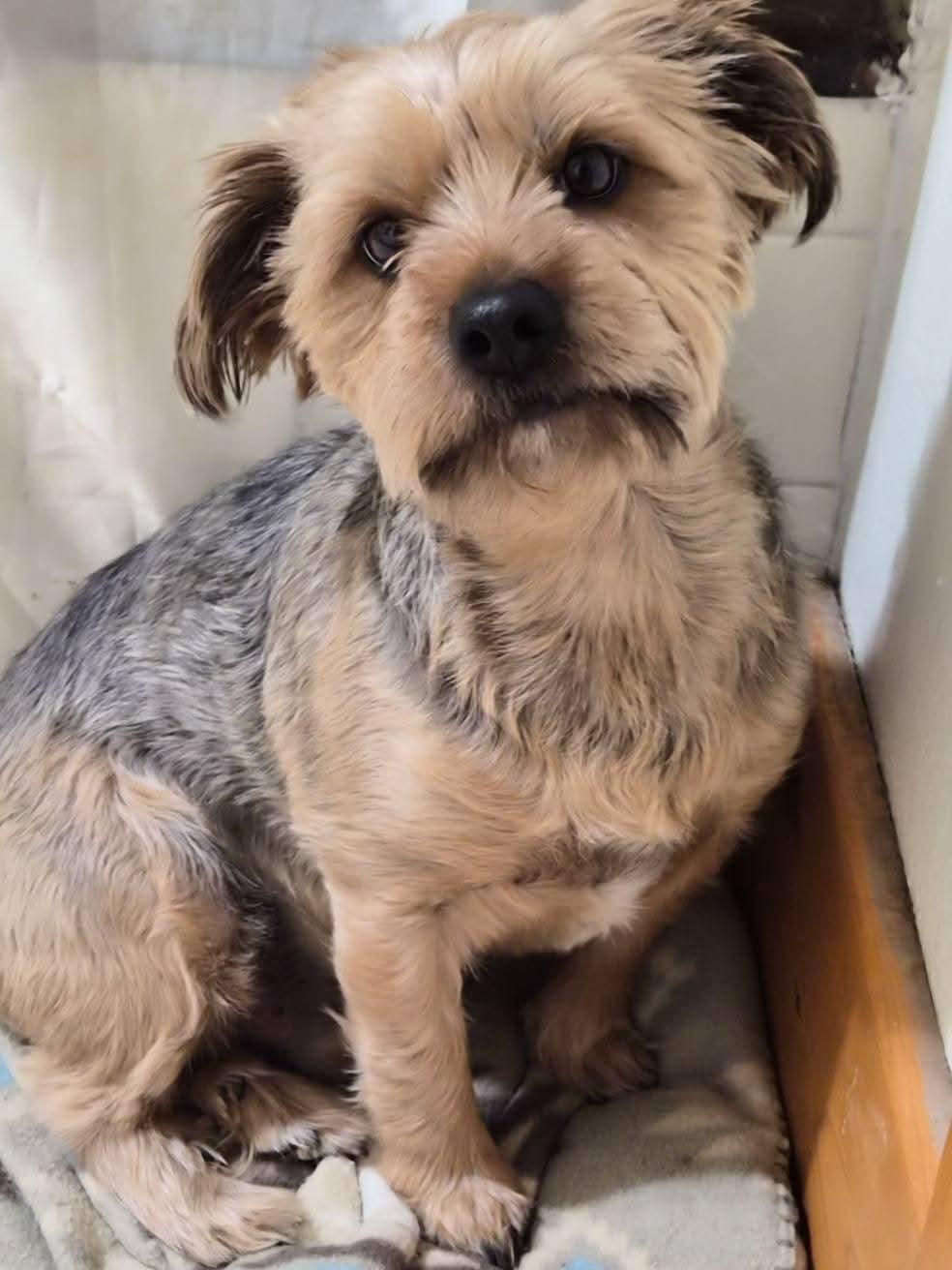 Hugo, a ADOPTABLE Yorkshire Terrier in Sawyer, ND image 2/6
