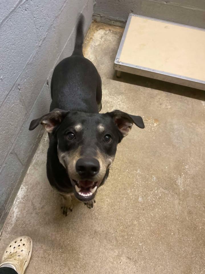 Billie, ADOPTABLE, Adult Female Mixed Breed.