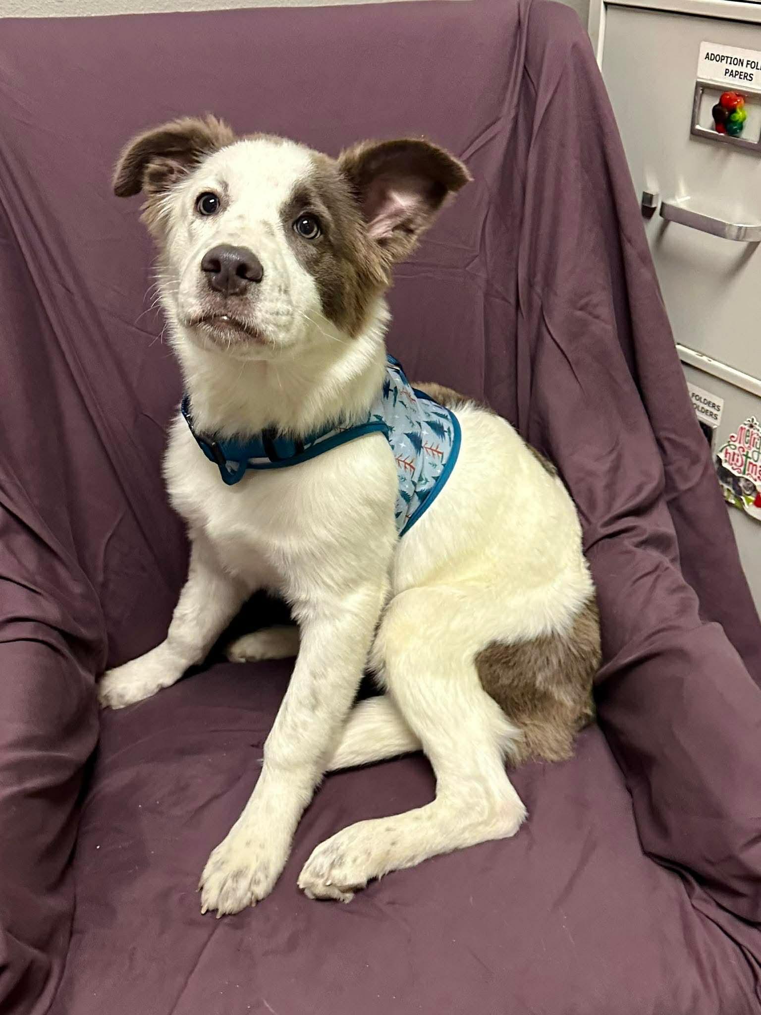 Enlarge Bella Ann “Annie”, a ADOPTABLE mixed breed in Walker, LA image 2/3